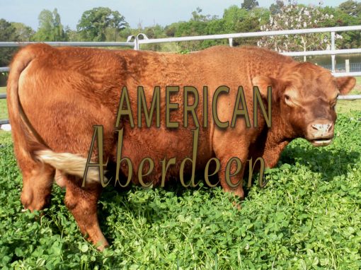 American Aberdeen