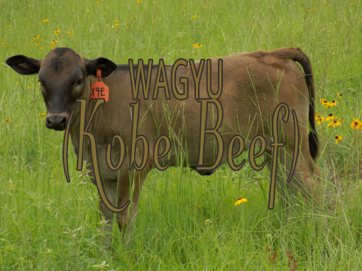 Wagyu