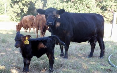 Small Cattle Brings Big Dividends Melody Acres Raising Lowlines