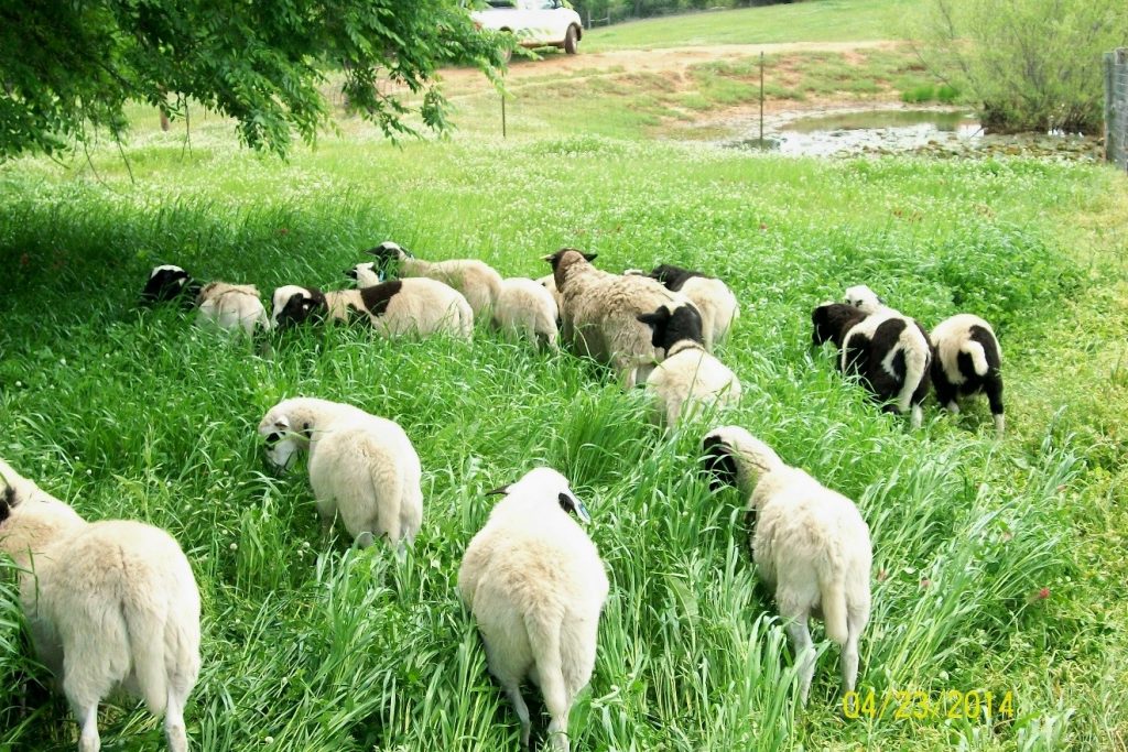 Commercial Dorper Hair SHEEP FOR SALE | Melody Acres Ranch