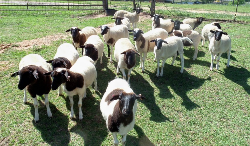 Beef cows for sale near me