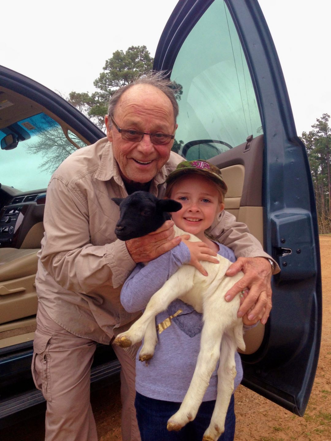 Commercial Dorper Hair SHEEP FOR SALE Melody Acres Ranch