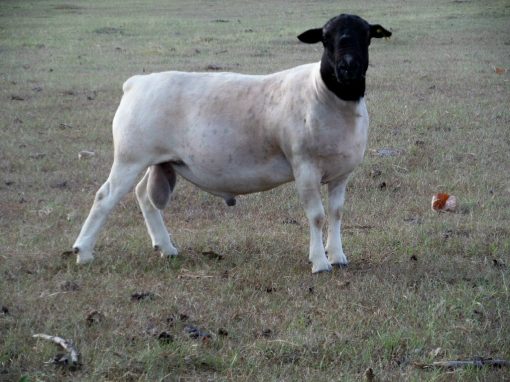 Commercial Dorper Hair SHEEP FOR SALE | Melody Acres Ranch